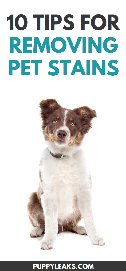 Tips for removing pet stains