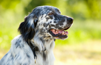 25 Sweet & Heartwarming Dog Quotes
