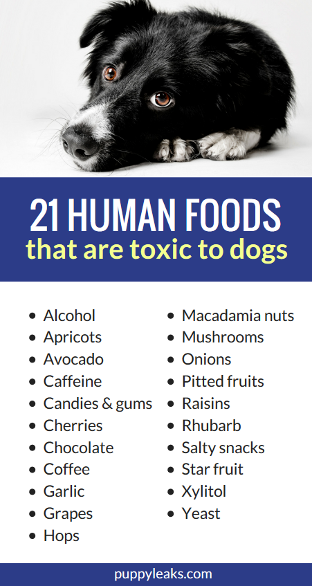 21 Human Foods That Are Toxic to Dogs