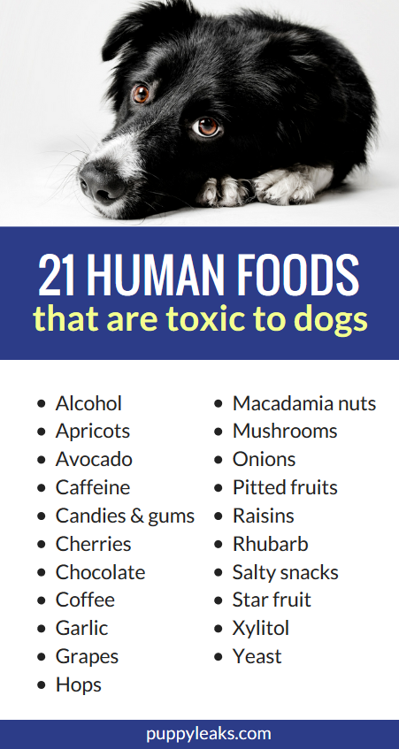 what foods are toxic to dogs