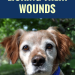 How To Keep Your Dog From Licking Their Wounds