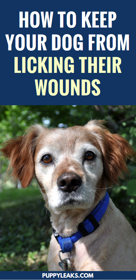 How To Keep Your Dog From Licking Their Wounds
