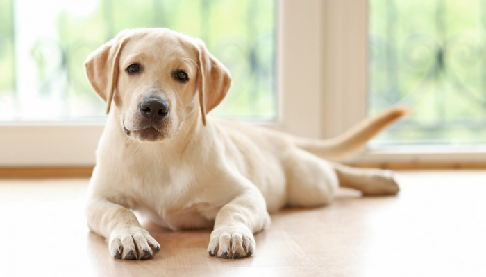 How To Clean Dog Nose Prints & Drool Off Your Windows - Puppy Leaks