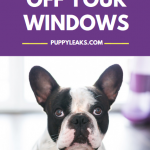 How to clean dog nose prints and drool off your windows