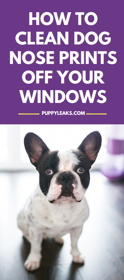 If your dog spends a lot of their time looking out the window chances are you're left with a lot of drool stains and nose prints all over your windows. If so you're certainly not alone; many of us struggle trying to keep our windows clean with pets. Luckily there are some easy ways to keep your windows clean. Here's how to clean dog nose prints & drool off your windows. #dogs #dogtips #dogcare #puppies