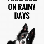 10 Ways to Exercise Your Dog on Rainy Days