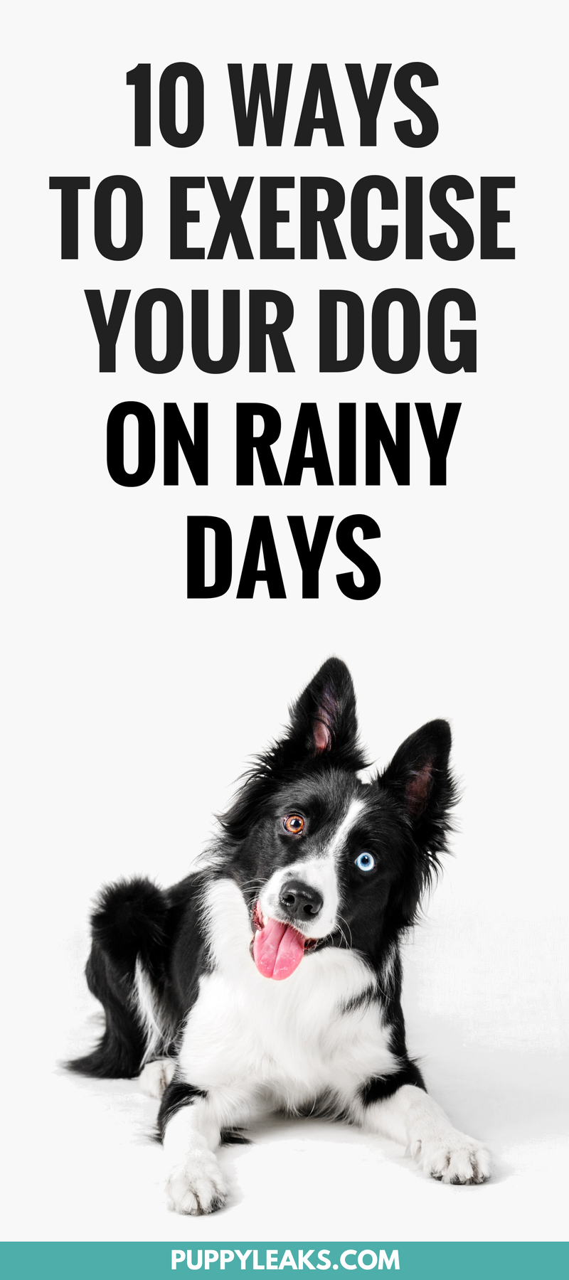Being stuck indoors makes giving your dog their daily exercise a challenge. Most dogs need daily exercise, and when you can't go outdoors meeting your daily exercise goal for your dog is hard. But the good news is there's plenty of games and activities you can do with your dog to keep them physically active indoors. Here's 10 ways to exercise your dog on a rainy day. 10 Ways To Exercise Your Dog On a Rainy Day