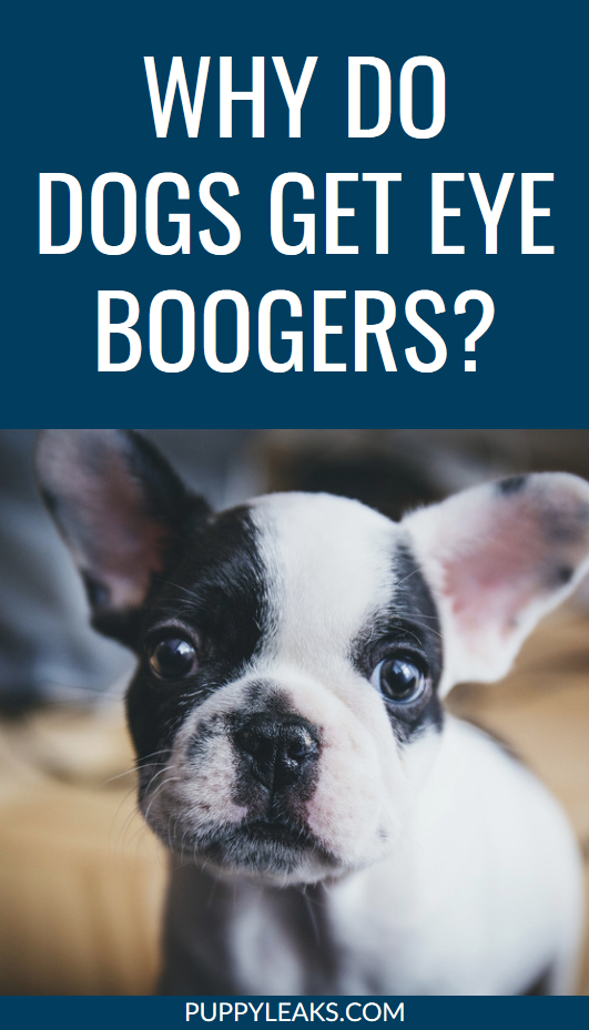 Why do dogs get eye boogers
