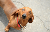 Researchers Are Using Youtube Videos to Study Dog Bites