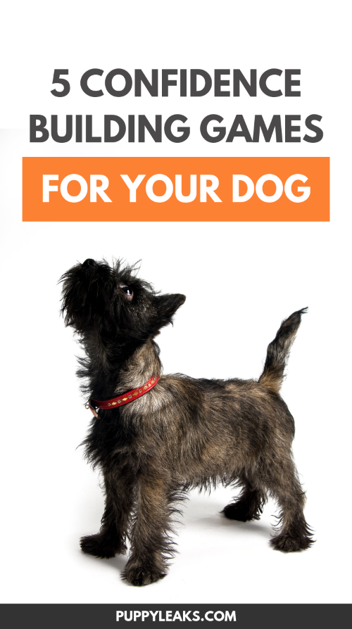 Is your dog shy and fearful around strangers, other animals and new situations? One thing that can help boost your dog's confidence is experiencing new things in a fun and positive way, and playing games is a great way to accomplish that. From teaching your dog how to target to using interactive play, here's 5 games that will help boost your dogs confidence. #dogs #puppies #dogstuff Confidence Building Games For Dogs