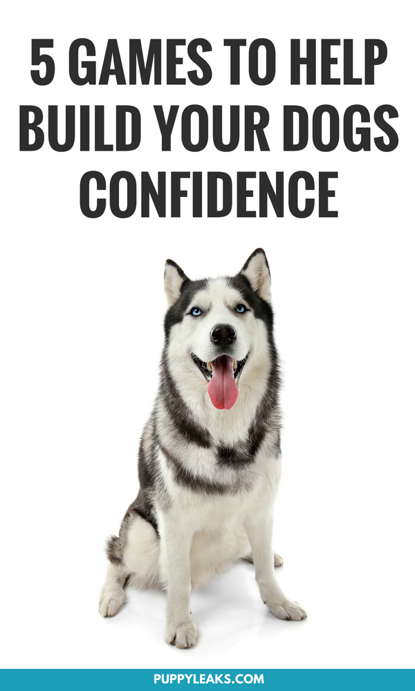 5 Confidence Building Games For Dogs