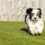 5 Confidence Building Games For Dogs