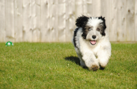 5 Confidence Building Games For Dogs