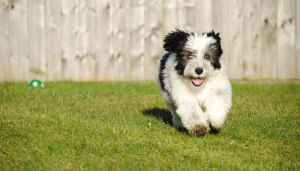 5 Confidence Building Games For Dogs