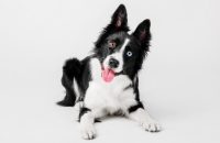 10 Ways To Exercise Your Dog On a Rainy Day