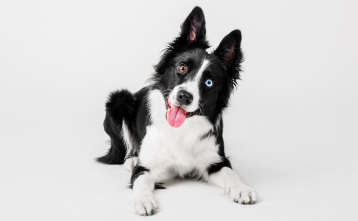 This Weird Looking Toy Will Be Your Dog's Best Friend on a Rainy Day