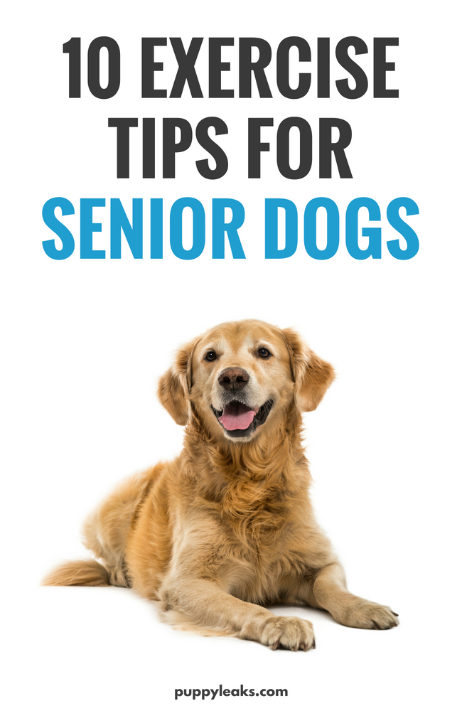 How to exercise your senior dog. Keeping our dogs active and in shape is key to their overall well being, and that includes seniors. Here's 10 tips for keeping your older dog active and in shape, including plenty of low impact exercise ideas and sings of pain to look out for. #dogs #dogcare #dogexercise #dogtips