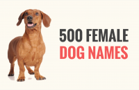 500 Popular Female Dog Names