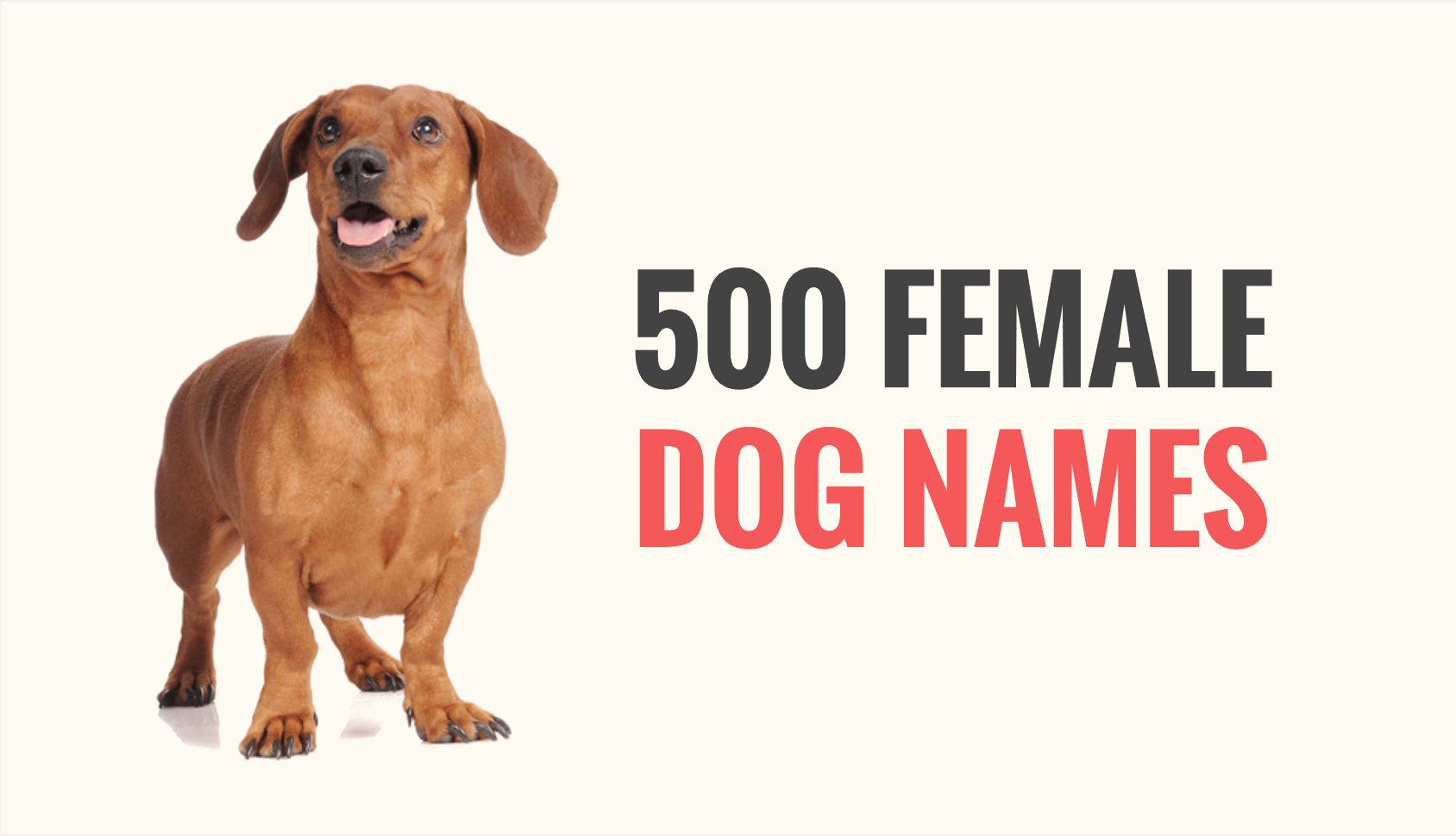 500 Popular Female Dog Names Puppy Leaks