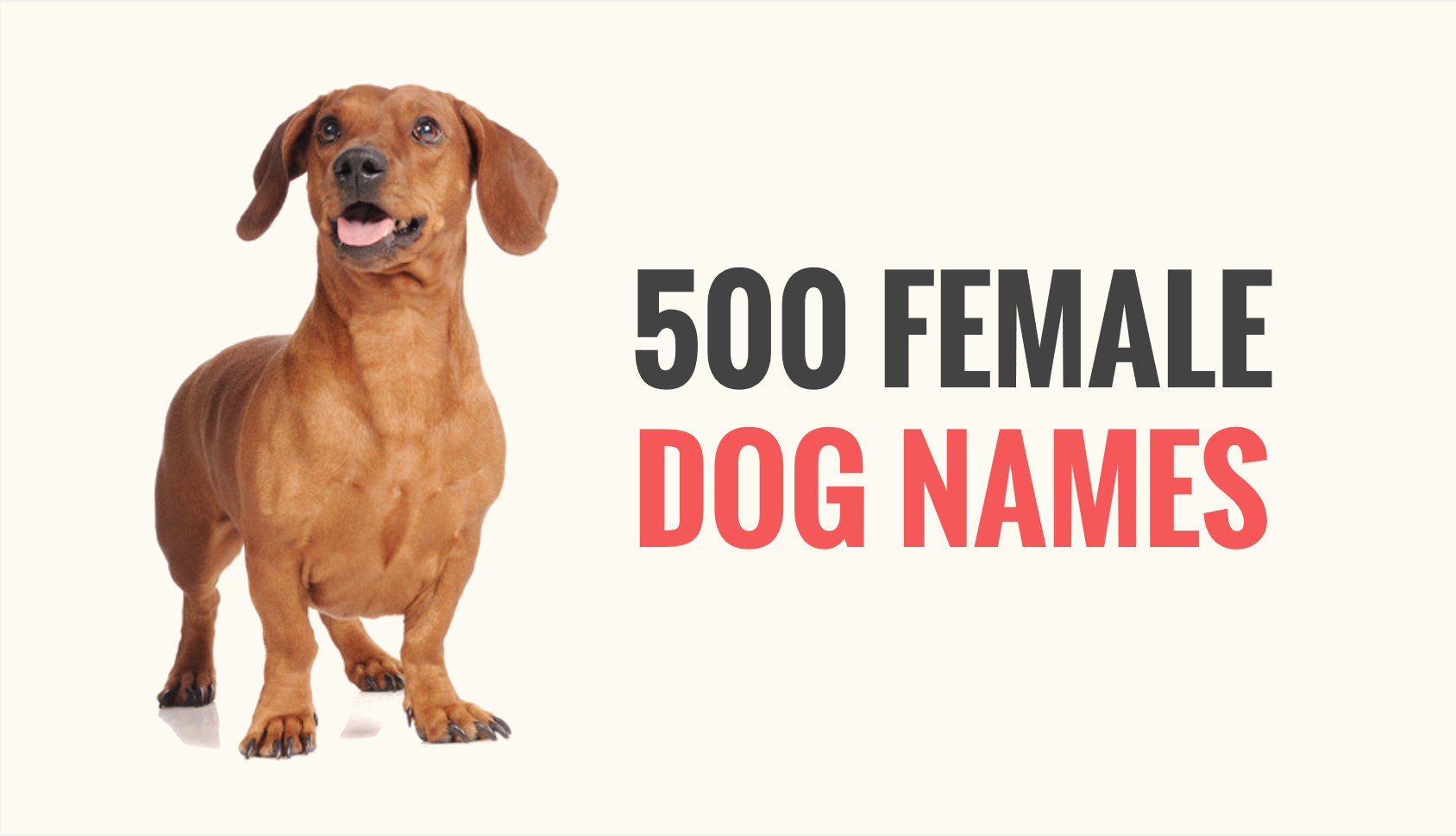 unusual girl dog names