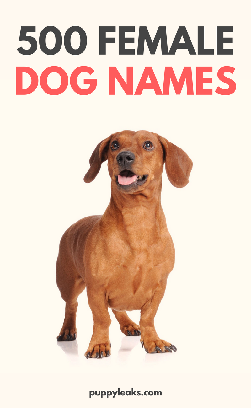 kinds of dogs and names