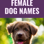 500 Popular Female Dog Names - Puppy Leaks