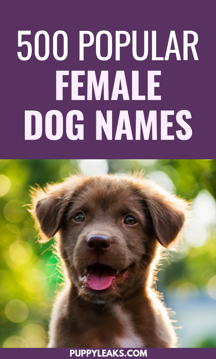 what is the best dog name for female