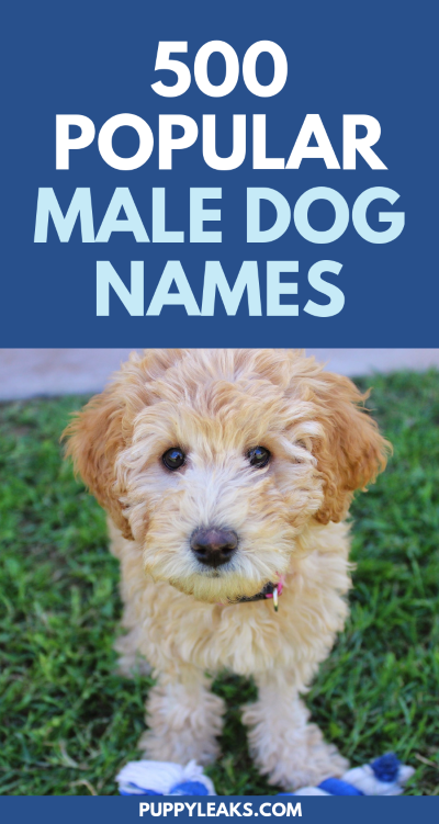 500 Popular Male Dog Names Puppy Leaks