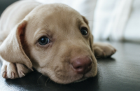 500 Popular Male Dog Names