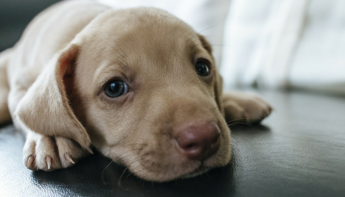 male puppy