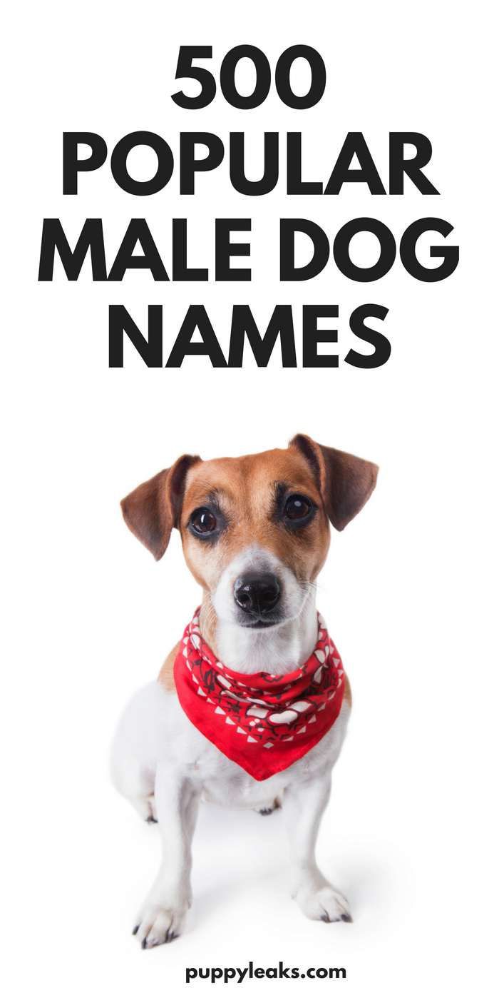 500 Popular Male Dog Names - Puppy Leaks