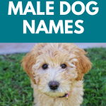 Popular Male Dog Names