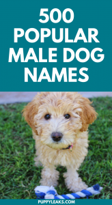 male dog names