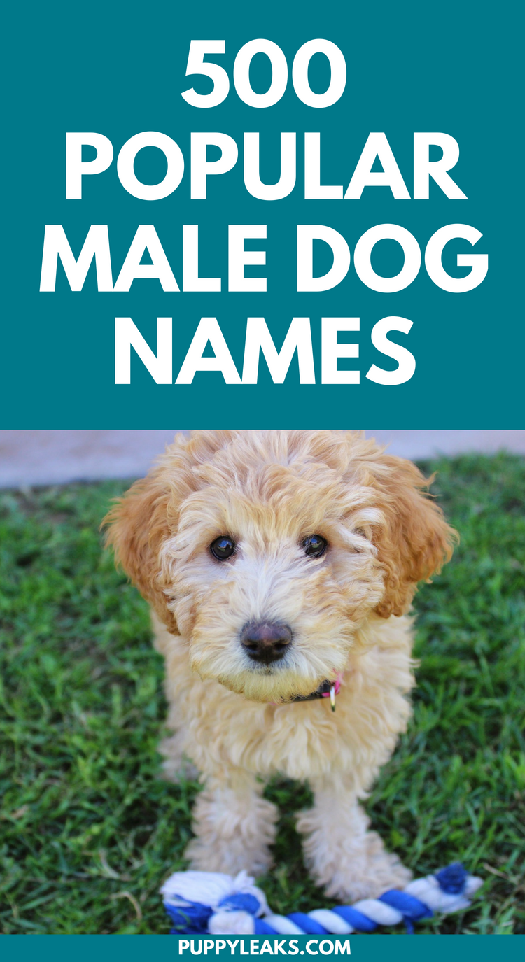 Looking for name ideas for your new boy dog? Whether you prefer classic, trendy or unique dog names we've got you covered. This list has a wide variety of boy dog names to choose from, and it'll help get you started with the naming process. Here's 500 popular male dog names.