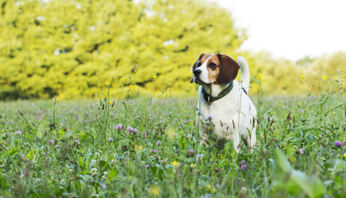 Conseils pour faire de l'exercice avec un chien âgé