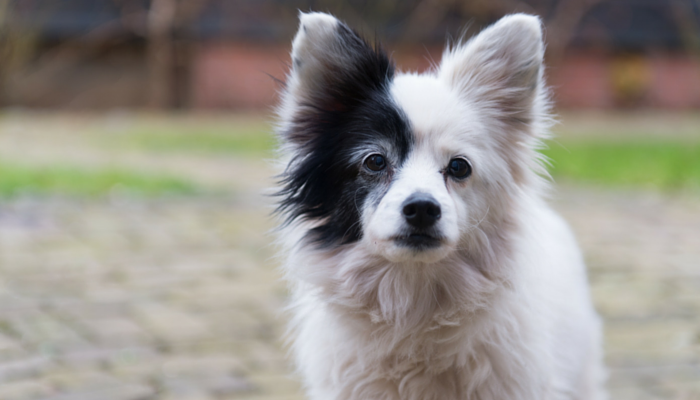 Conseils pour faire de l'exercice avec un chien âgé