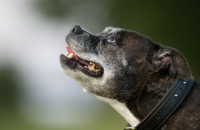 10 Tips For Exercising a Senior Dog