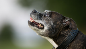 10 Tips For Exercising a Senior Dog