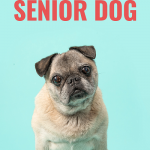 Tips for exercising senior dogs