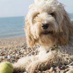 5 Reasons Why Play Is Important For Dogs