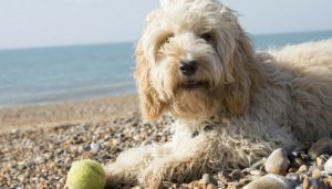 5 Reasons Why Play is Important For Dogs