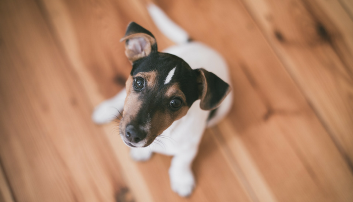 5 Easy Puppy Training Games