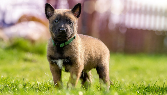 Jeux d'entraînement amusants et faciles pour les chiots