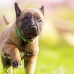5 Easy Puppy Training Games