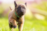 5 Easy Puppy Training Games