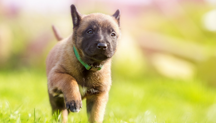 5 Easy Puppy Training Games