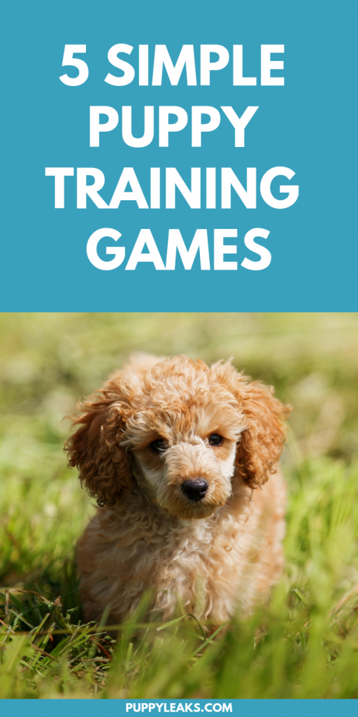 5 Easy Puppy Training Games Puppy Leaks