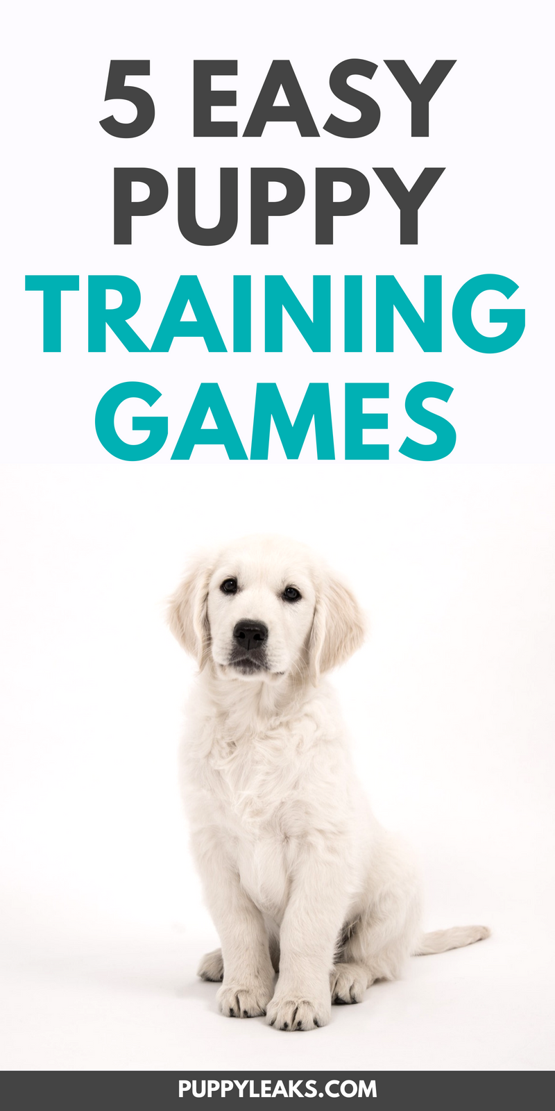 5 Fun & Easy Puppy Training Games