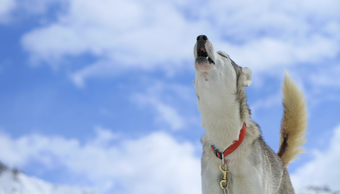 do dogs howl when they are in pain