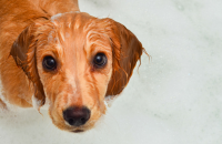 How to Make Bath Time Easier For Your Dog